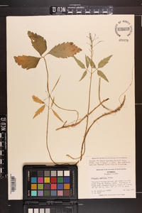 Cardamine diphylla image