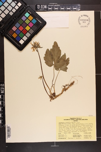 Cardamine diphylla image