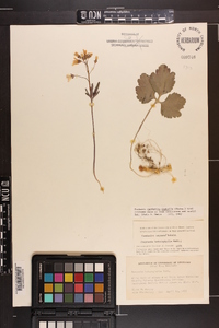 Cardamine diphylla image