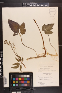 Cardamine diphylla image