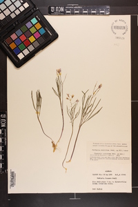 Cardamine multifida image