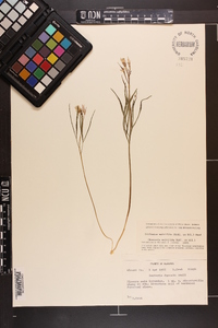 Cardamine multifida image