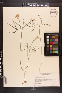 Cardamine dissecta image