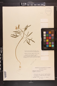 Cardamine multifida image