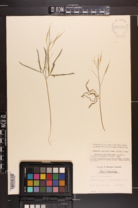 Cardamine multifida image