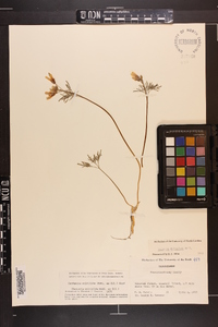 Cardamine dissecta image