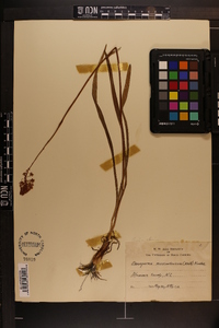 Amianthium muscitoxicum image