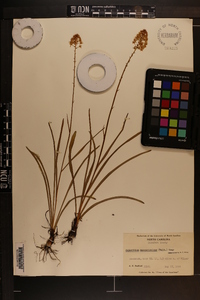 Amianthium muscitoxicum image