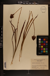 Amianthium muscitoxicum image