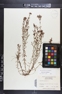Hypericum canadense image