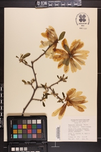 Magnolia stellata image