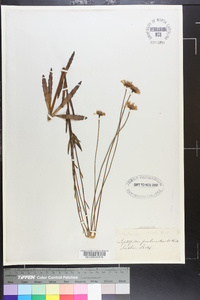 Helenium vernale image