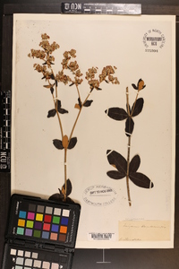 Eriogonum tomentosum image