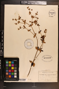 Eriogonum tomentosum image