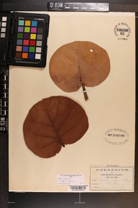 Coccoloba uvifera image