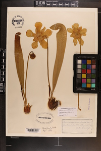 Sarracenia minor image