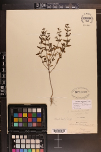 Trichostema coeruleum image