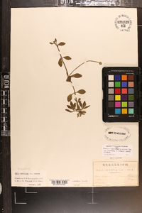 Phyla nodiflora image