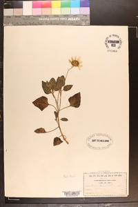 Helianthus debilis image