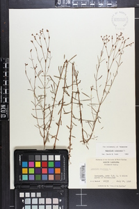 Hypericum canadense image