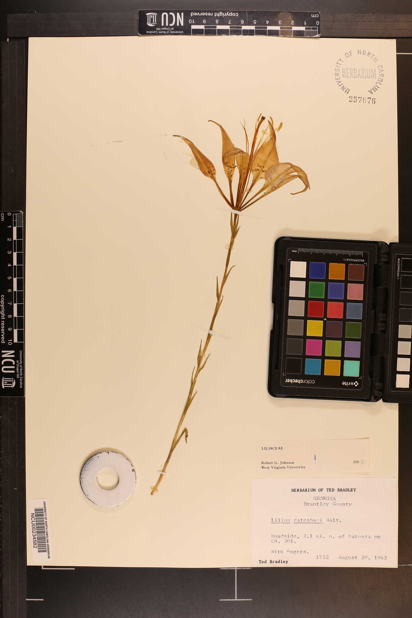 Lilium catesbaei image