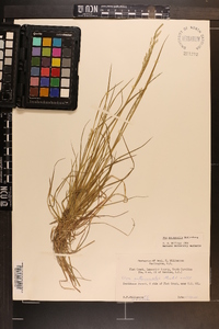 Poa autumnalis image