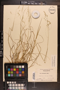 Poa autumnalis image