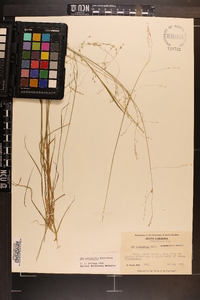 Poa autumnalis image