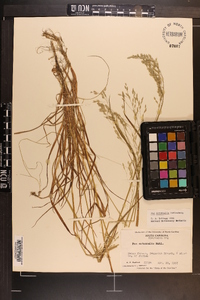 Poa autumnalis image