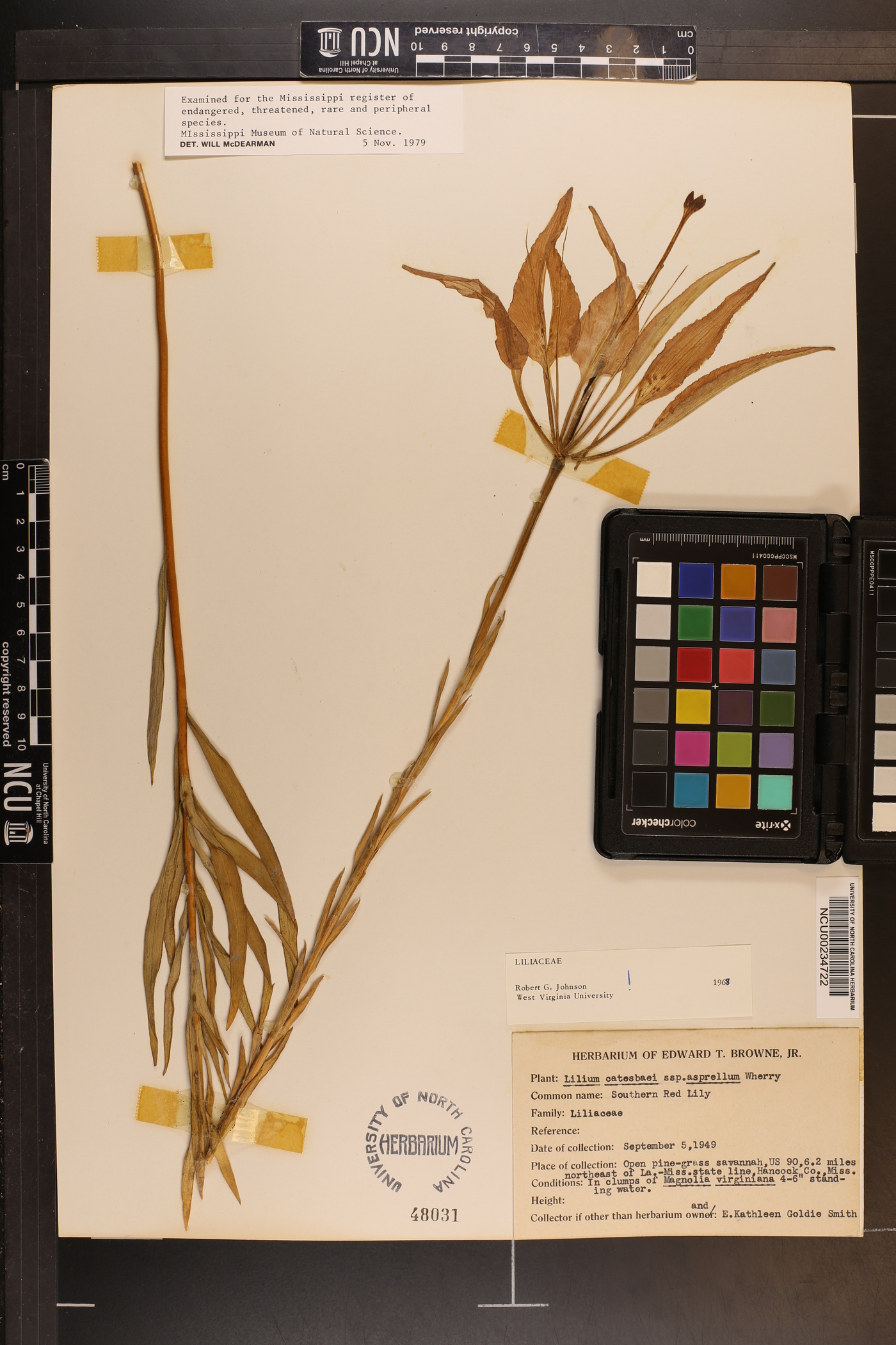 Lilium catesbaei image