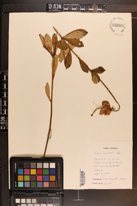 Lilium michauxii image