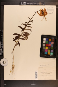 Lilium michauxii image