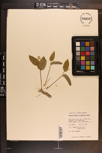 Maianthemum canadense image