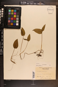 Maianthemum canadense image