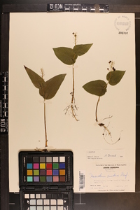 Maianthemum canadense image