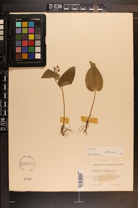 Maianthemum canadense image