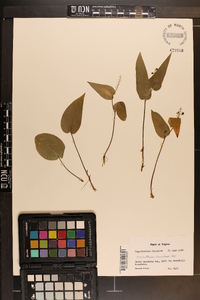 Maianthemum canadense image