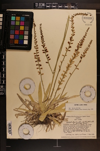 Aletris lutea image