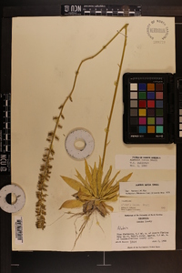 Aletris lutea image