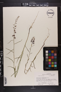 Streptanthus hyacinthoides image