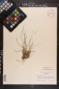 Poa autumnalis image