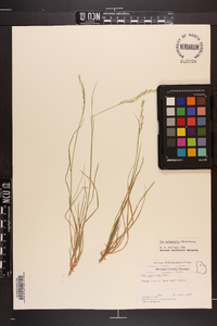 Poa autumnalis image