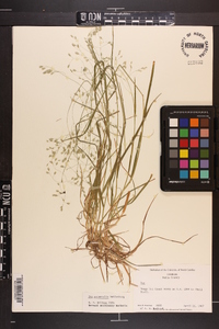 Poa autumnalis image