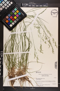 Poa autumnalis image