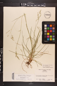 Poa autumnalis image