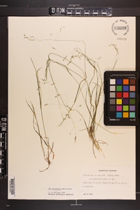 Poa autumnalis image