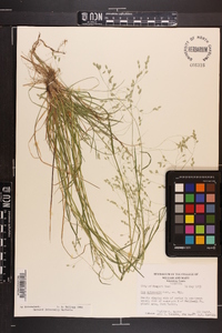 Poa autumnalis image