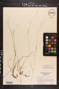 Poa autumnalis image