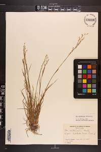 Poa autumnalis image