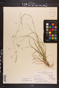 Poa autumnalis image